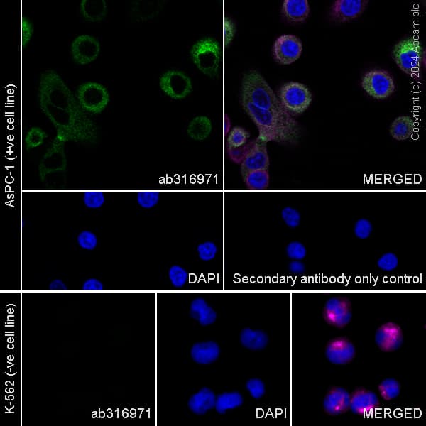 Muc17 Antibody Epr28482 85 Ab316971  Immunocytochemistry Immunofluorescence Img429265