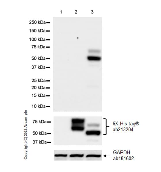 Anti-MAdCAM1 antibody [EPR27223-77](AB307827)