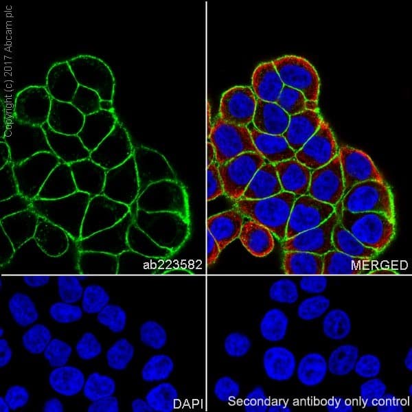 Anti-EpCAM antibody [EPR20532-225](AB223582)