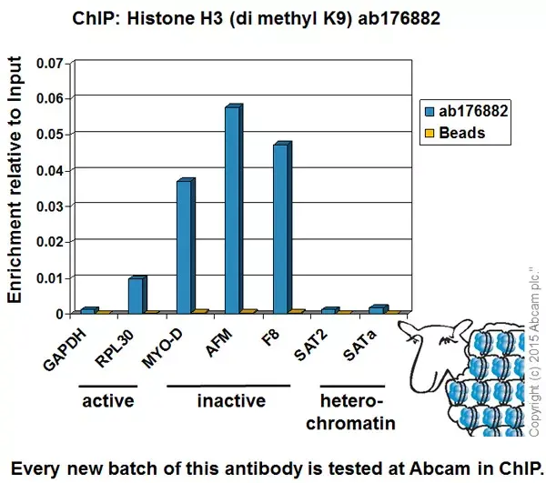 Anti-Histone H3 (di methyl K9) antibody [EP16990] - ChIP Grade(AB176882)