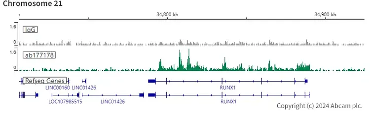 Anti-Histone H3 (acetyl K27) antibody [EP16602] - ChIP Grade(AB177178)