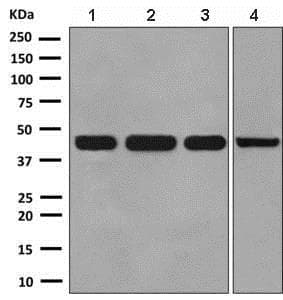 Anti-NFE2 antibody [EPR2824(2)](AB140598)