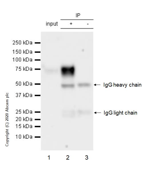 Anti-IFNGR1 antibody [EPR24127-89](AB280353)