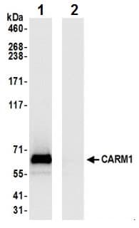 Anti-CARM1 antibody(AB245467)