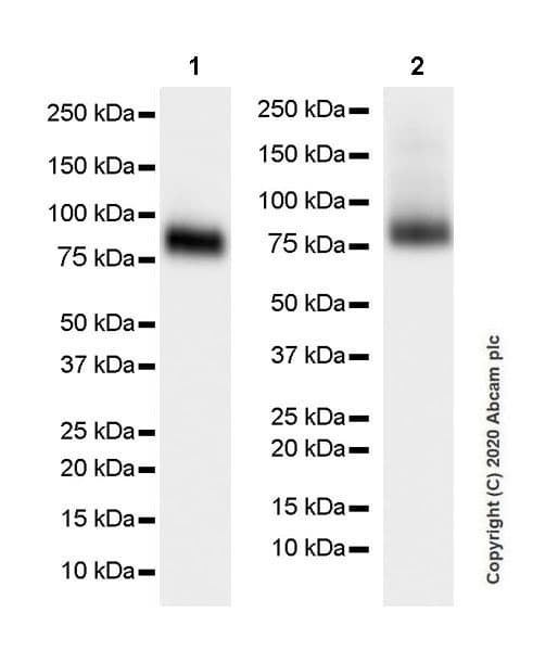 Anti-SV2A antibody [EPR23500-32](AB254351)
