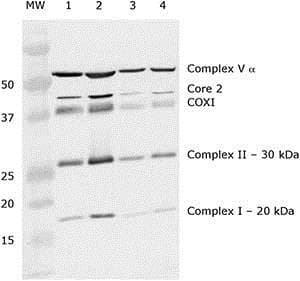 Mitochondria Isolation Kit for Tissue (with Dounce Homogenizer)(AB110169)