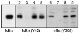 Ikb Alpha Phospho Y305 Antibody Ab24784  Western Blot Img23130