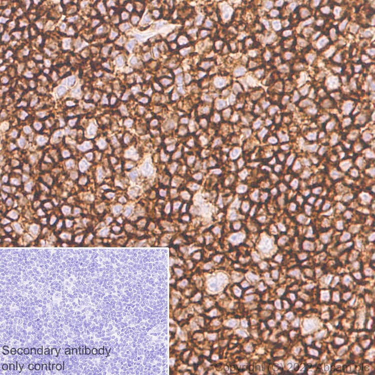 Anti-CD37 antibody [EPR25397-149] (BSA and Azide free)(AB300412)