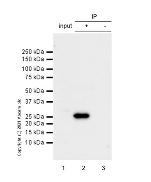 Rab3a Antibody Epr24450 44 Bsa And Azide Free Ab285170  Immunoprecipitation Img179370