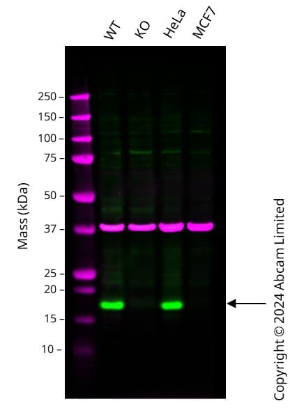 Anti-CDKN2A/p16INK4a antibody [EPR1473] - BSA and Azide free(AB186932)
