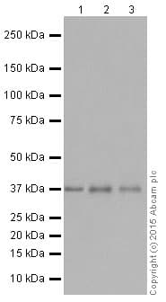 Anti-Rad51 antibody [EPR4030(3)](AB133534)