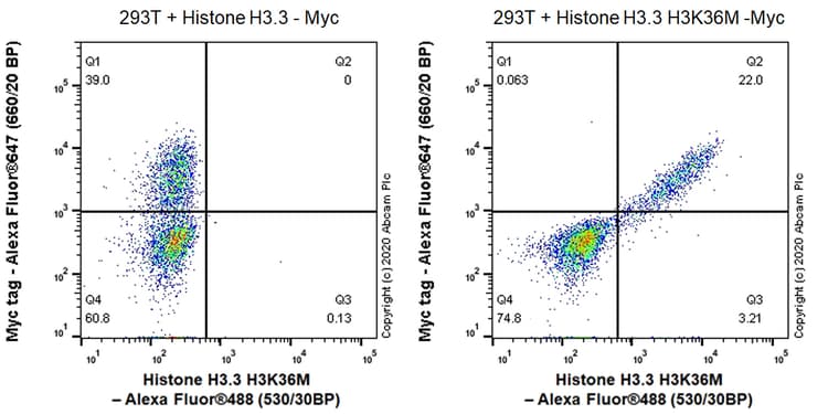 Anti-Histone H3.3 (mutated K36M) antibody [EPR23526-89] - BSA and Azide free(AB277487)