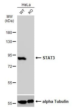 Anti-STAT3 antibody(AB226942)