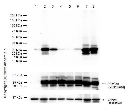 Anti-Ras (mutated Q61R) antibody [SP174](AB227658)