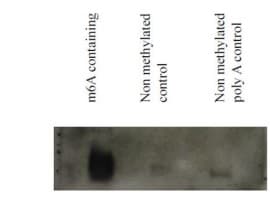 Anti-N6-methyladenosine (m6A) antibody [17-3-4-1](AB208577)