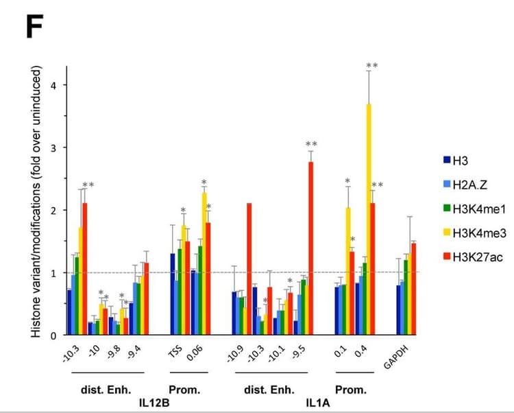 Anti-Histone H2A.Z antibody - ChIP Grade(ab4174)