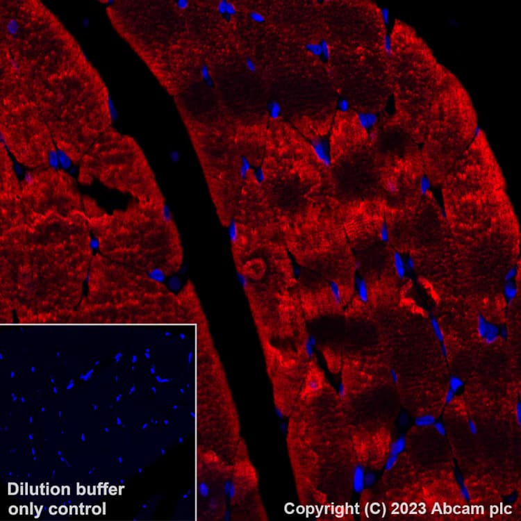 Alexa Fluor® 647 Anti-Myosin (MYH 1/2) antibody [A4.1025](AB315963)