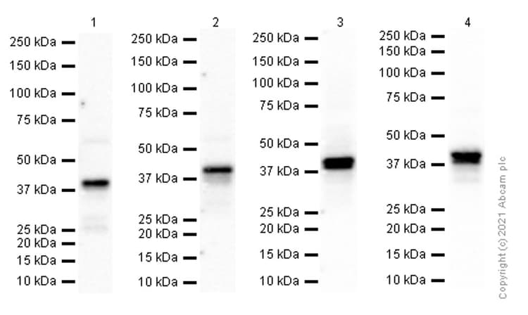 Anti-TTF1/Nkx2-1 antibody [EPR8190-6] - BSA and Azide free(AB227575)