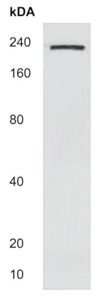 Anti-Laminin alpha 4/LAMA4 antibody(AB214935)