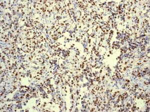 Anti-Myogenin antibody [EPR4789](AB124800)