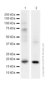 Anti-Glucagon antibody [EP3070] - BSA and Azide free(AB167078)