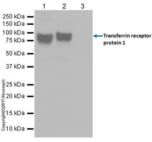 Anti-Transferrin Receptor antibody [EPR20584](AB214039)