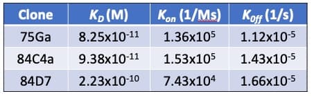 Anti-SARS-CoV-2 nucleocapsid protein antibody [75G5a](AB284653)