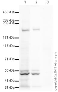 Goat Anti-Rabbit IgG H&L (HRP)(AB97051)