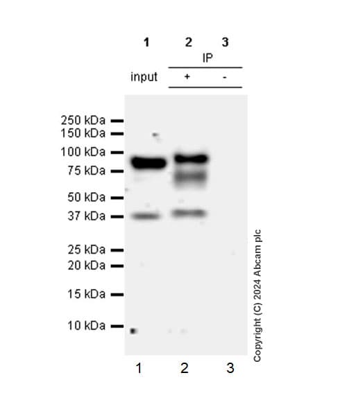 Hnf1 Alpha Antibody Rm1094 Bsa And Azide Free Ab316871  Immunoprecipitation Img428240