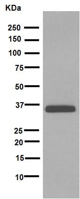 Anti-SOX2 antibody [EPR3131](AB92494)