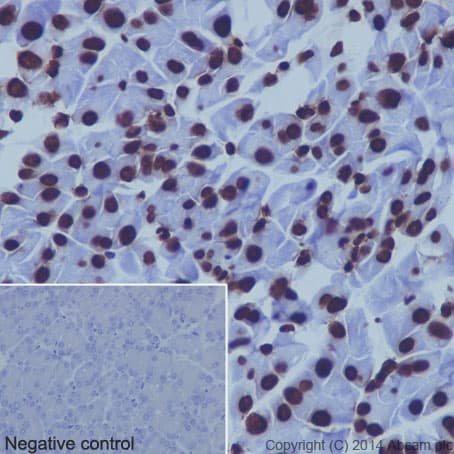 Anti-Histone H4 antibody [EPR16599] - BSA and Azide free(AB232371)