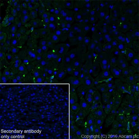 Anti-CD163 antibody [EPR19518] - BSA and Azide free(AB213612)