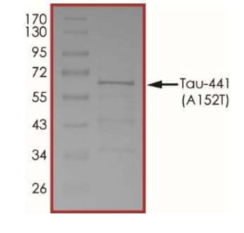 Ab269001  Sds Page Img161788
