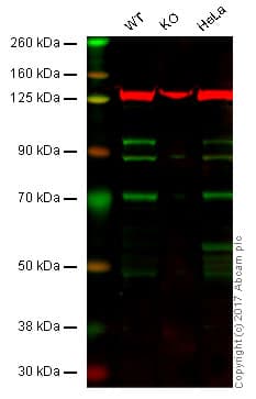 Kinesin Heavy Chain 2 Antibody Epr10740b Ab154868  Western Blot Img53525