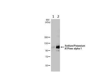 Anti-Sodium Potassium ATPase alpha 1 antibody [HL114](ab308329)