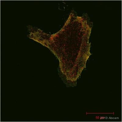 Anti-GFP antibody [9F9.F9](AB1218)