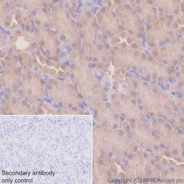 Anti-UFM1 antibody [EPR4264(2)] - BSA and Azide free(AB232570)