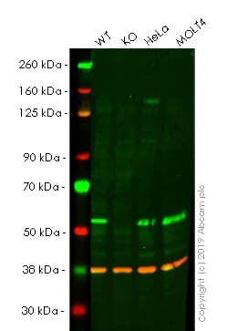 Anti-TRIM21/SS-A antibody [EPR20290](AB207728)