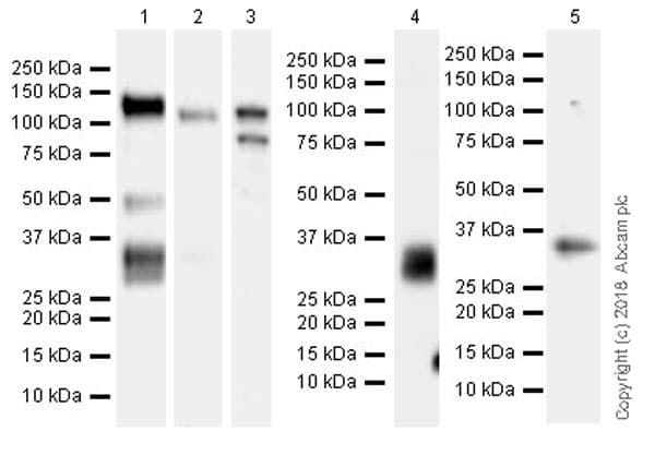 Anti-MUC13 antibody [EPR21901](AB235450)