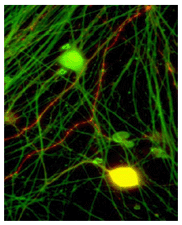 Anti-CGRP antibody [4901](AB81887)
