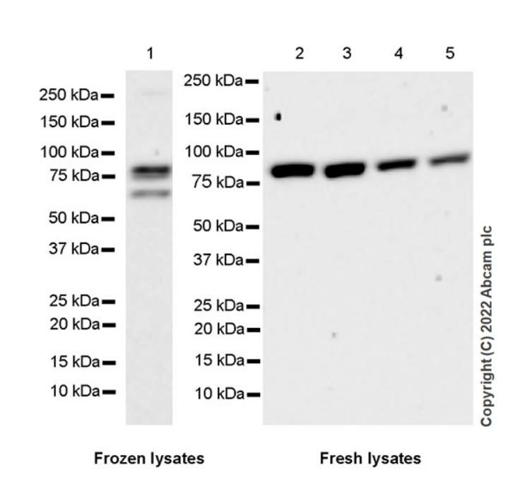 Anti-eRF3A/GSPT1 antibody [EPR27296-4](AB303524)