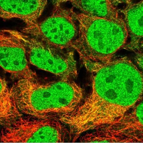 Map7d2 Antibody Ab151140  Immunohistochemistry Formalin Pfa Fixed Paraffin Embedded Sections Img102281