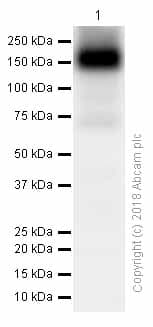 Anti-ATP7b antibody [EPR6794](AB124973)