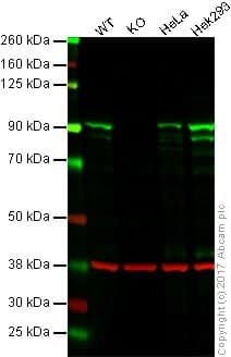 Anti-STAT3 antibody [EPR361] - BSA and Azide free(AB171360)