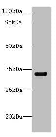 Anti-CD300a antibody(AB230339)