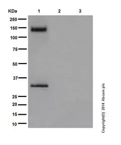 Anti-Pan Trk antibody [EPR17341](AB181560)