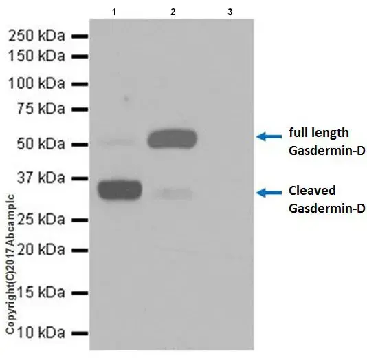 Anti-GSDMD antibody [EPR19828](AB209845)