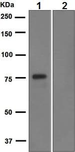 Anti-FLI1 antibody [EPR4646](AB133485)