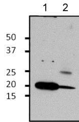 Anti-ARF1 antibody(AB183576)