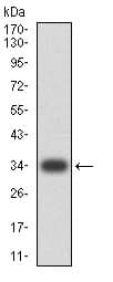 Baff R Antibody 5a9b6 Ab233775  Western Blot Img69450